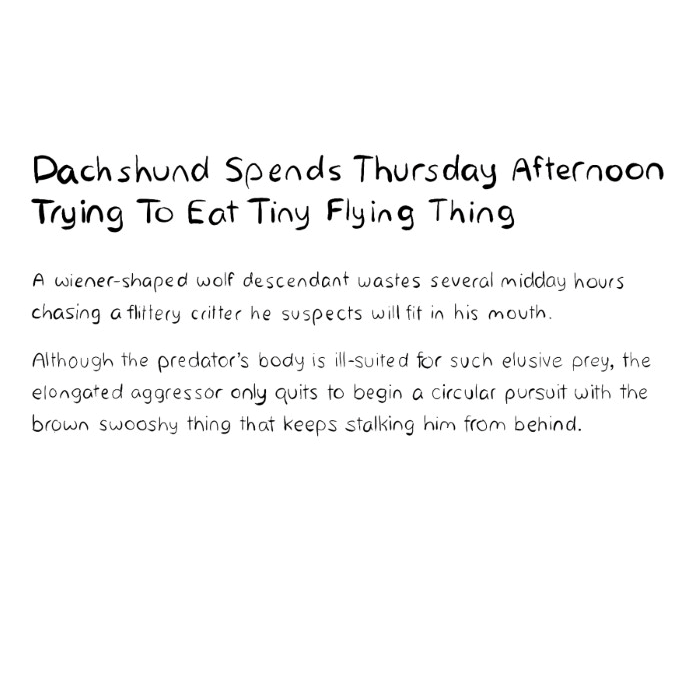 Dachshund Spends Thursday Afternoon Trying To Eat Tiny Flying Thing