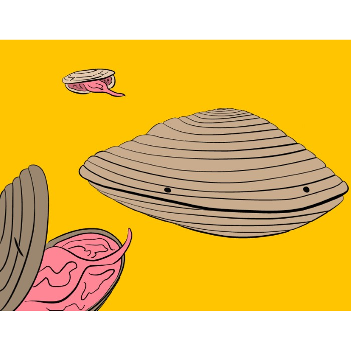Verbal Accosting Can't Crush Pearled Clam
