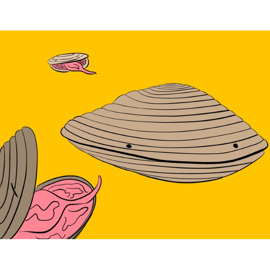 Verbal Accosting Can't Crush Pearled Clam