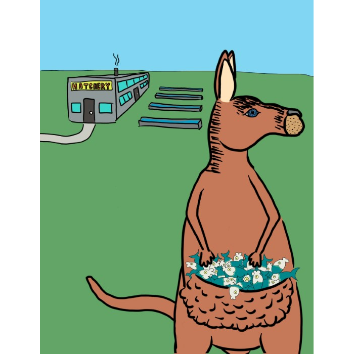 Kangaroo Exits Hatchery With Overflowing Pouch Full of Fish